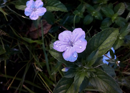[Two fully opened blooms with the lower right one in focus and the one in the upper left is blurred. Both have water droplets of various sizes, ranging from little dots to larger blobs, on their light purple petals.]